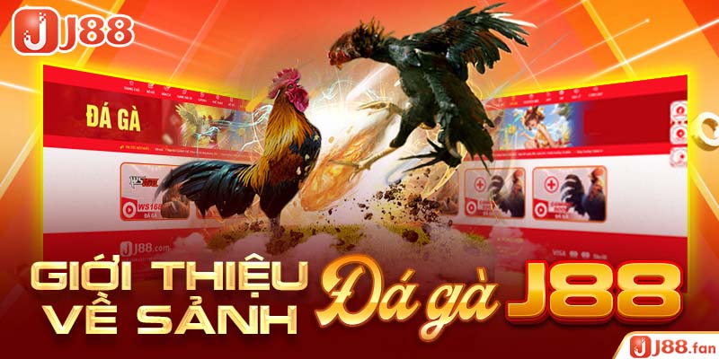 Đá Gà J88 - Mãn Nhãn Với Những Trận Chọi Kê Mang Đẳng Cấp Quốc Tế 2 Giới thiệu về sảnh đá gà J88