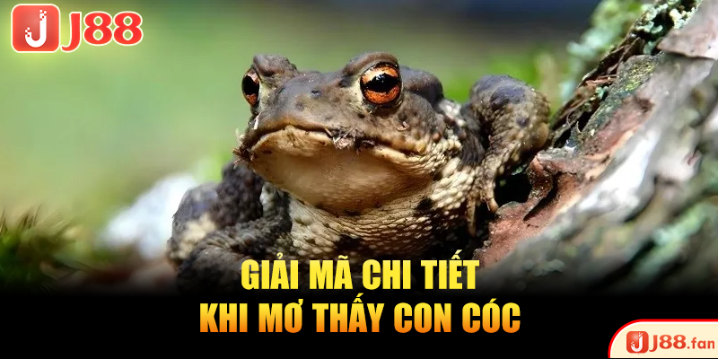 Mơ Thấy Cóc Là Điềm Gì? Bật Mí Ngay Những Số Đề May Mắn 3 Giải mã chi tiết khi mơ thấy con cóc